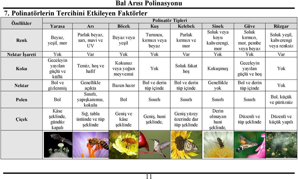 Var Koku Nektar Polen Çiçek Geceleyin yayılan güçlü ve küflü Bol ve gizlenmiş Bol Kâse şeklinde, gündüz kapalı Temiz, hoş ve hafif Genellikle açıkta Sınırlı, yapışkanımsı, kokulu Sığ, tabla üstünde