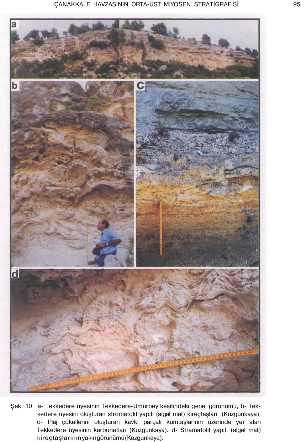 stromatolit yapılı (algal mat) kireçtaşları (Kuzgunkaya).