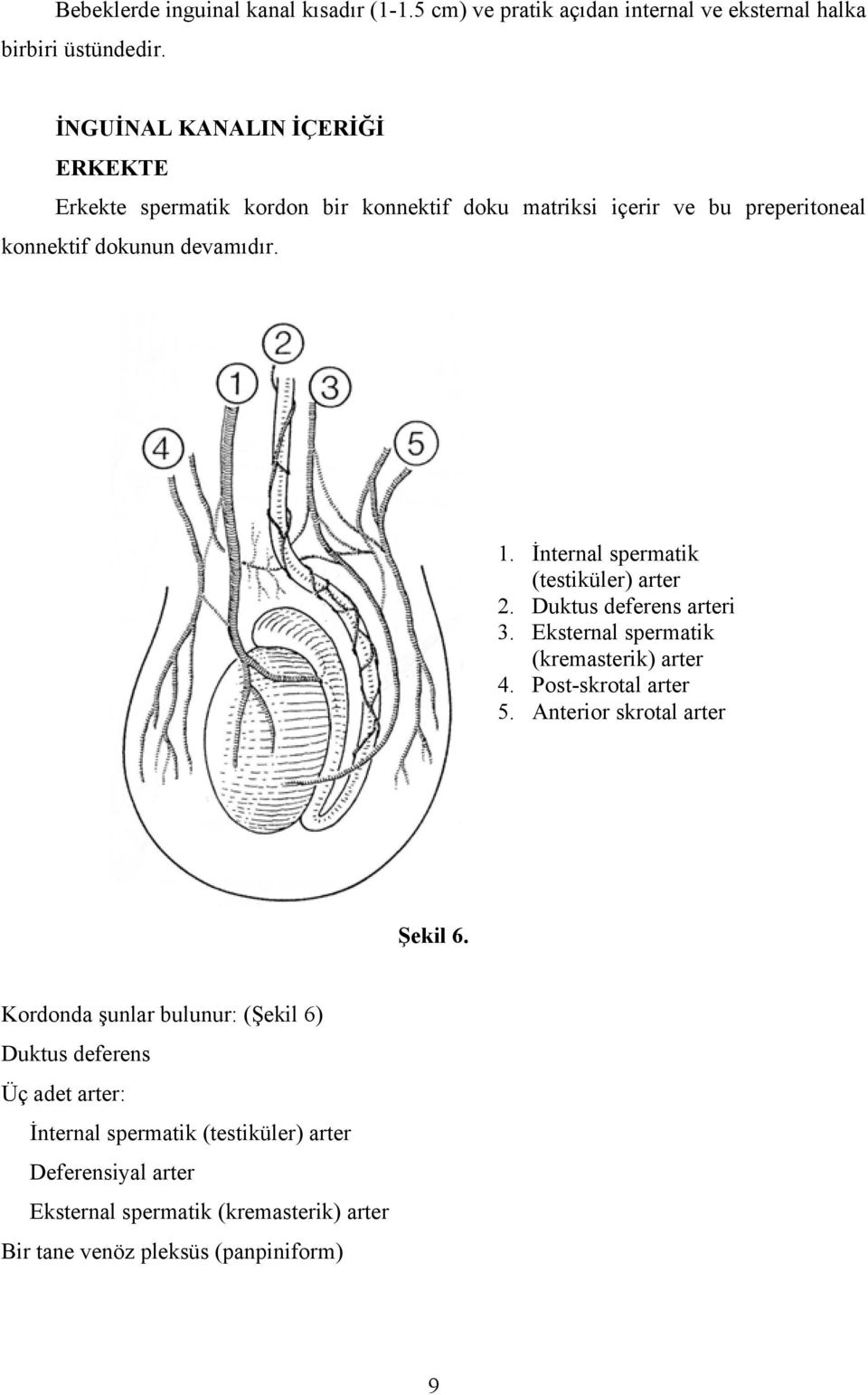 İnternal spermatik (testiküler) arter 2. Duktus deferens arteri 3. Eksternal spermatik (kremasterik) arter 4. Post-skrotal arter 5.