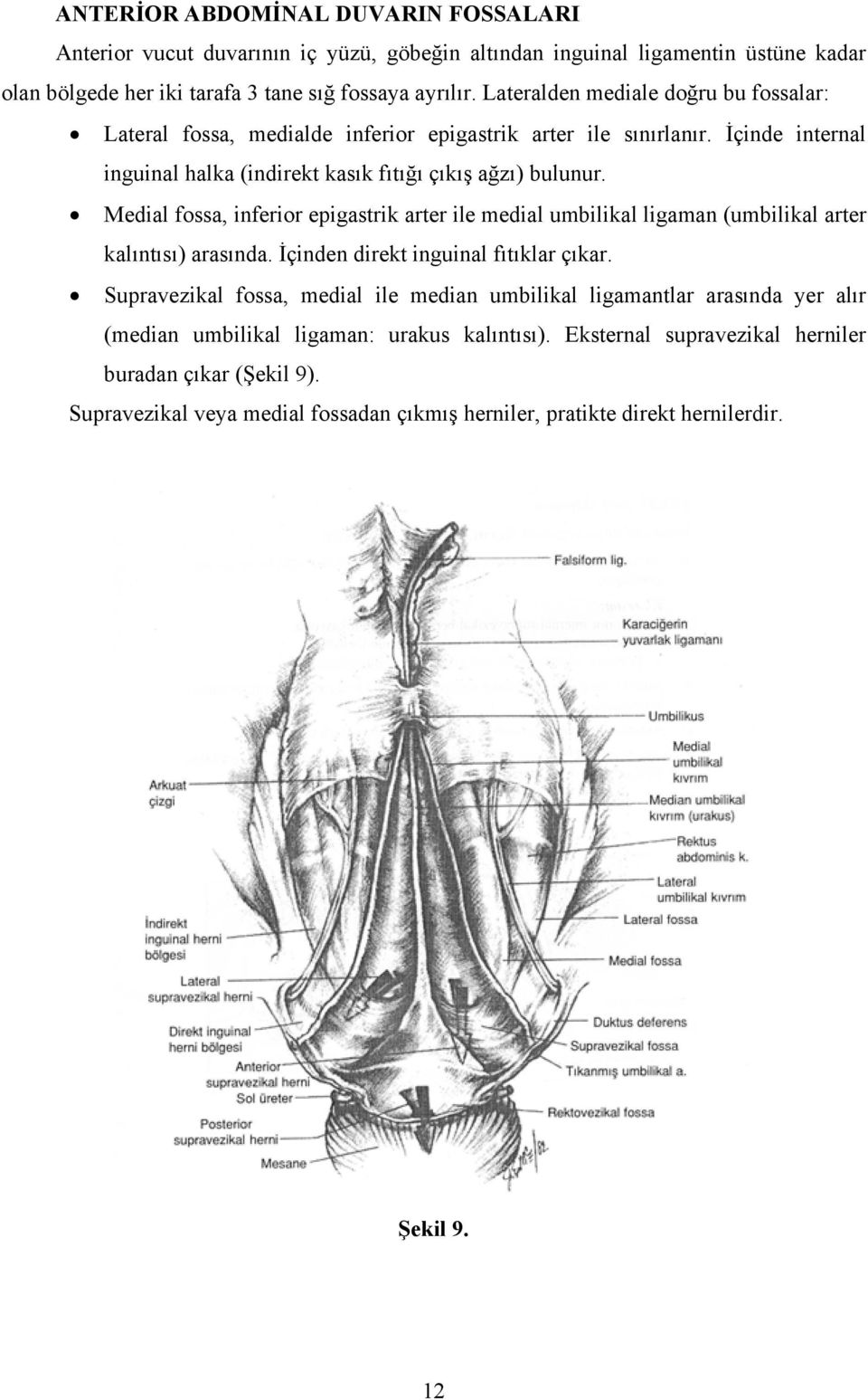 Medial fossa, inferior epigastrik arter ile medial umbilikal ligaman (umbilikal arter kalıntısı) arasında. İçinden direkt inguinal fıtıklar çıkar.