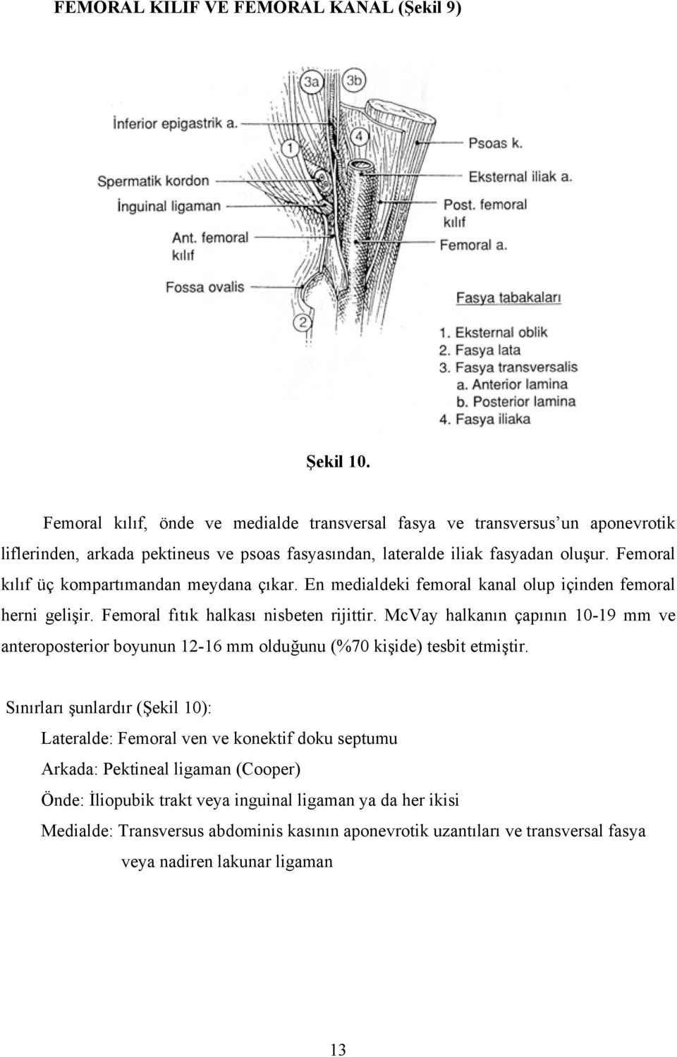 Femoral kılıf üç kompartımandan meydana çıkar. En medialdeki femoral kanal olup içinden femoral herni gelişir. Femoral fıtık halkası nisbeten rijittir.