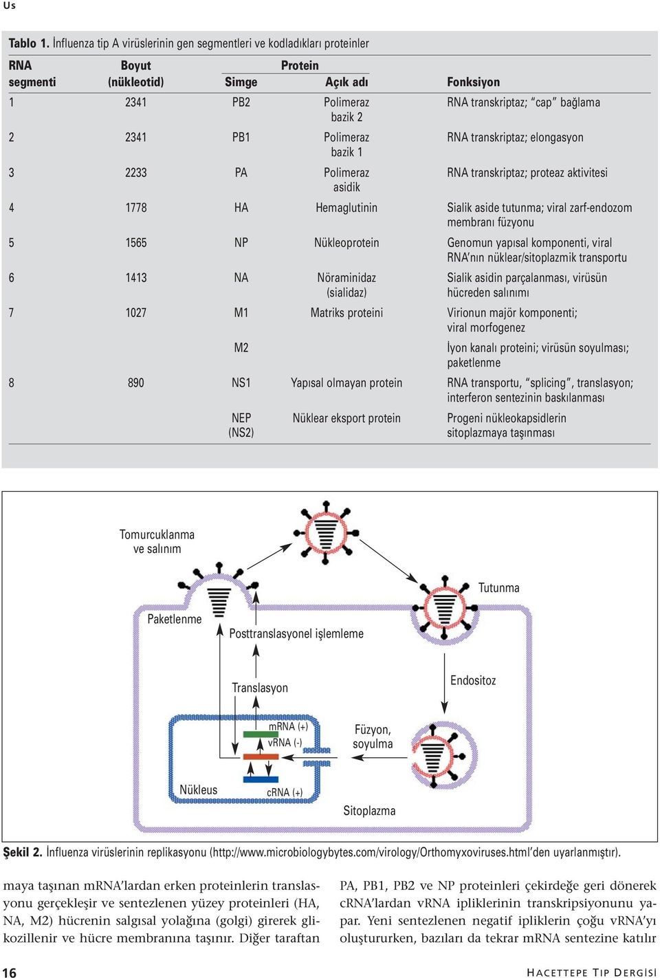 2341 PB1 Polimeraz RNA transkriptaz; elongasyon bazik 1 3 2233 PA Polimeraz RNA transkriptaz; proteaz aktivitesi asidik 4 1778 HA Hemaglutinin Sialik aside tutunma; viral zarf-endozom membranı