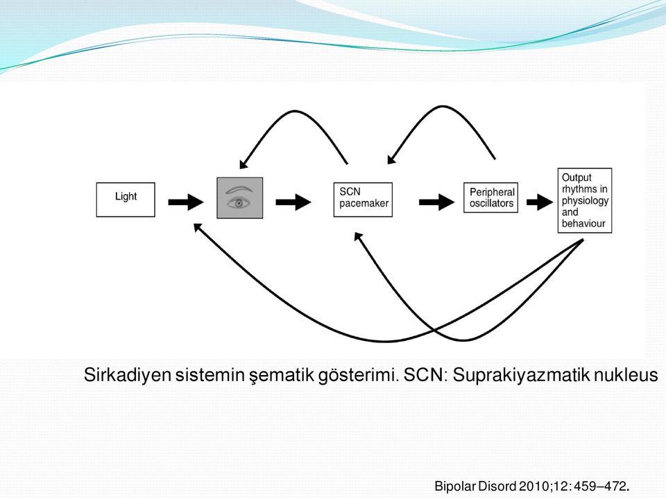 SCN: Suprakiyazmatik