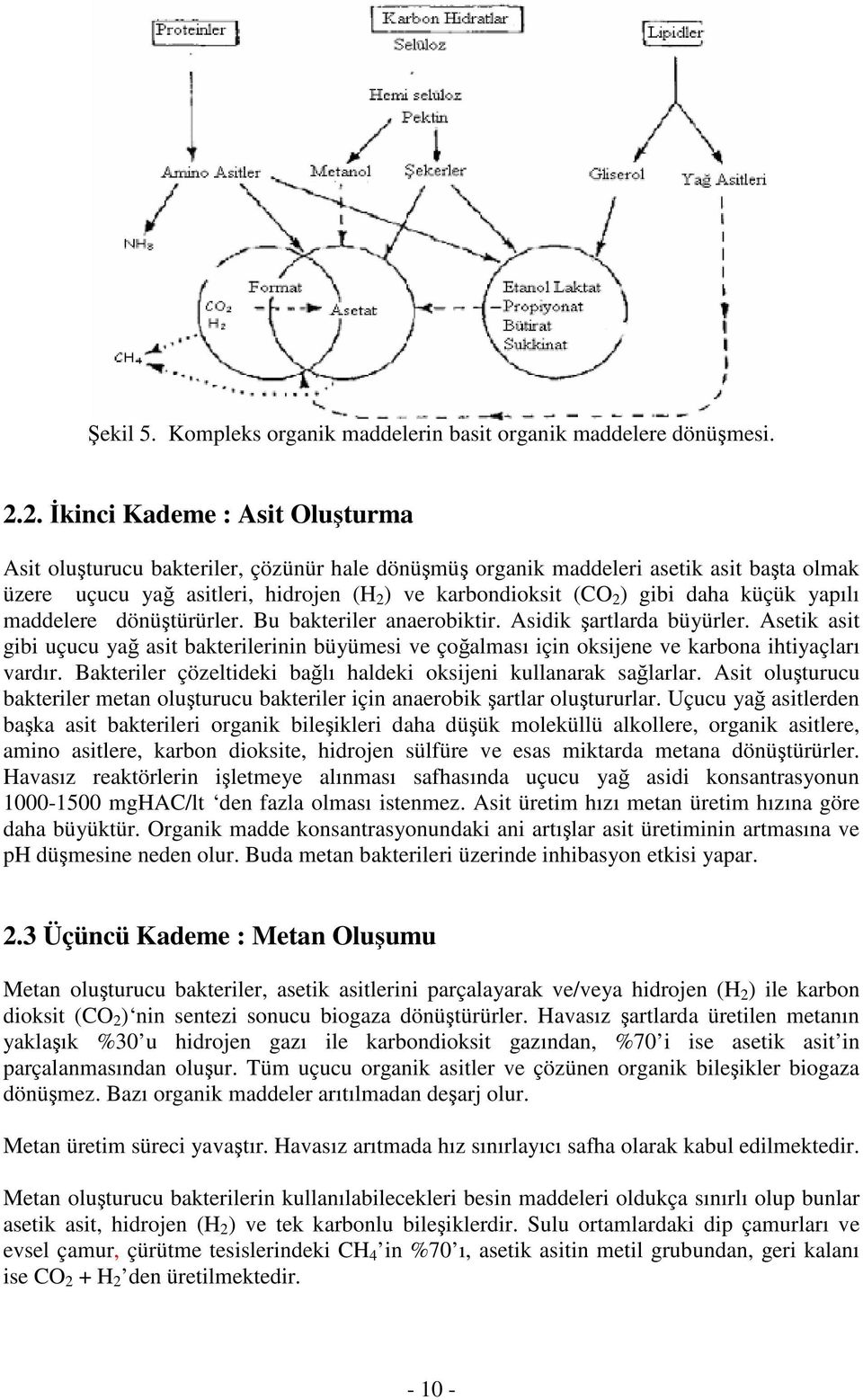 daha küçük yapılı maddelere dönüştürürler. Bu bakteriler anaerobiktir. Asidik şartlarda büyürler.