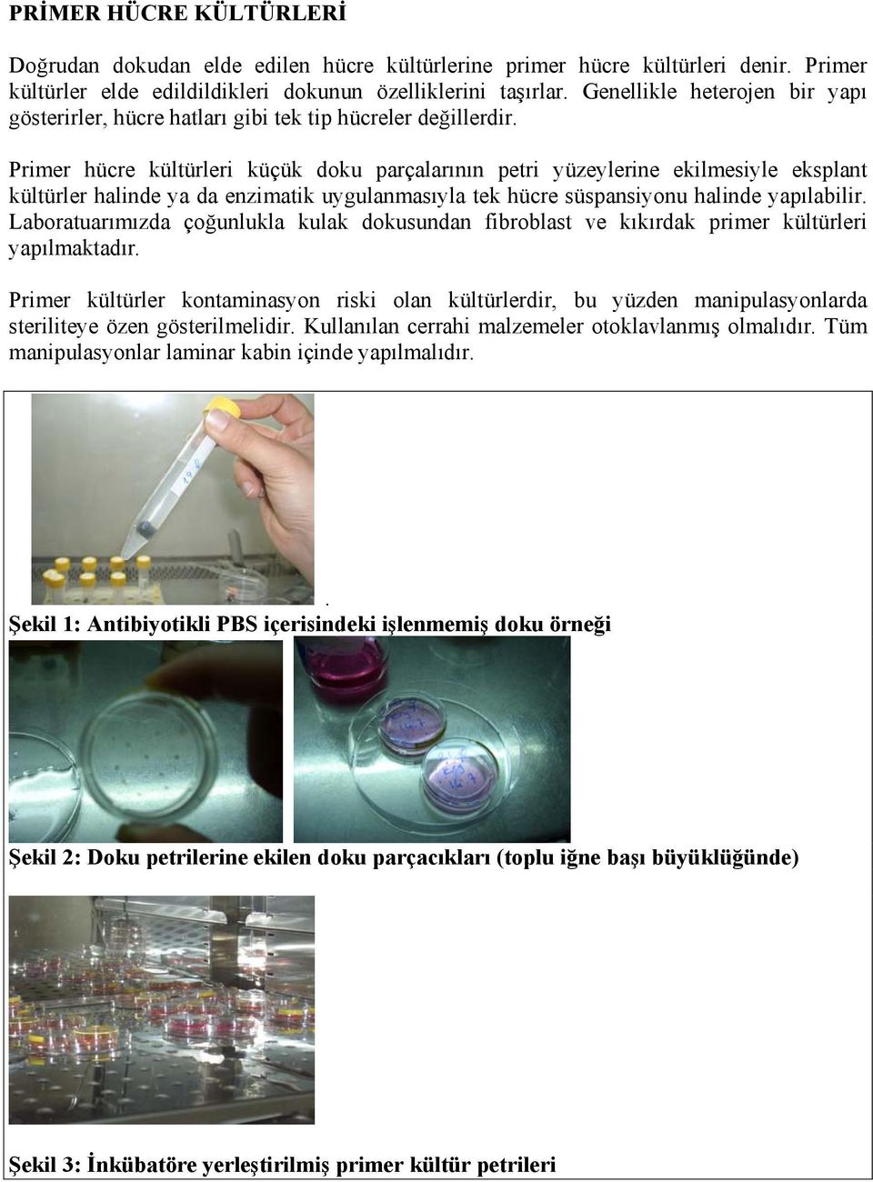 Primer hücre kültürleri küçük doku parçalarının petri yüzeylerine ekilmesiyle eksplant kültürler halinde ya da enzimatik uygulanmasıyla tek hücre süspansiyonu halinde yapılabilir.