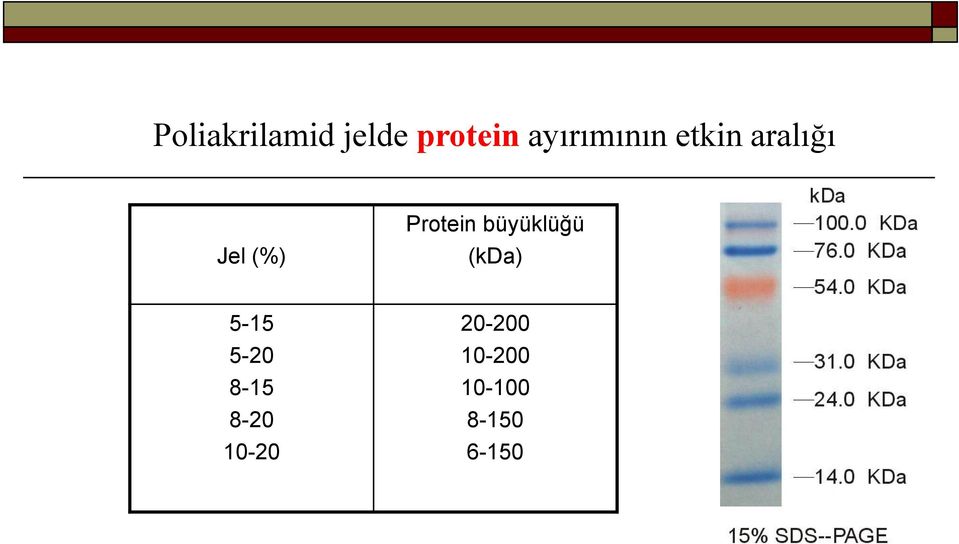 Protein büyüklüğü (kda) 5-15 5-20