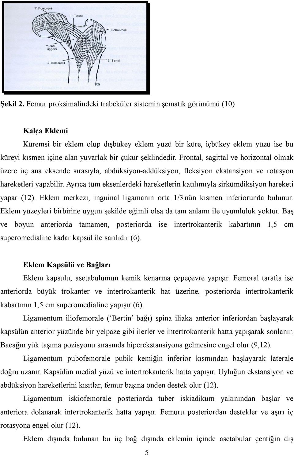 şeklindedir. Frontal, sagittal ve horizontal olmak üzere üç ana eksende sırasıyla, abdüksiyon-addüksiyon, fleksiyon ekstansiyon ve rotasyon hareketleri yapabilir.