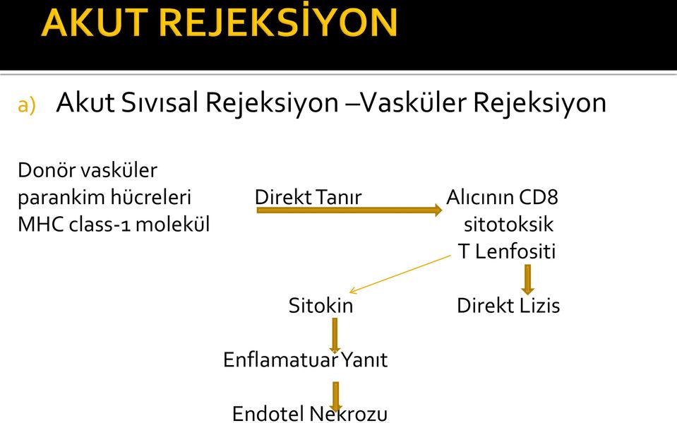 Alıcının CD8 MHC class-1 molekül sitotoksik T