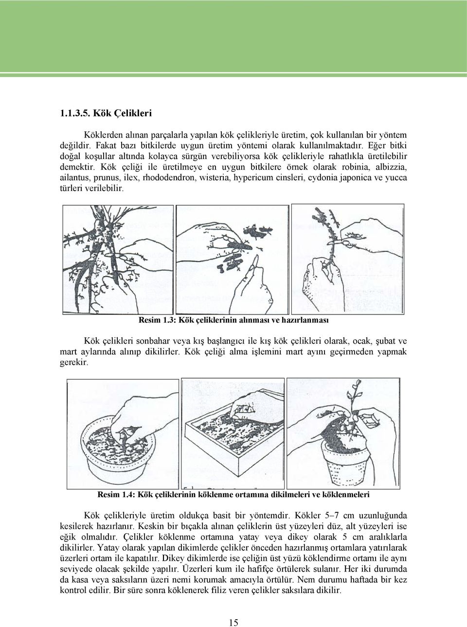 Kök çeliği ile üretilmeye en uygun bitkilere örnek olarak robinia, albizzia, ailantus, prunus, ilex, rhododendron, wisteria, hypericum cinsleri, cydonia japonica ve yucca türleri verilebilir. Resim 1.