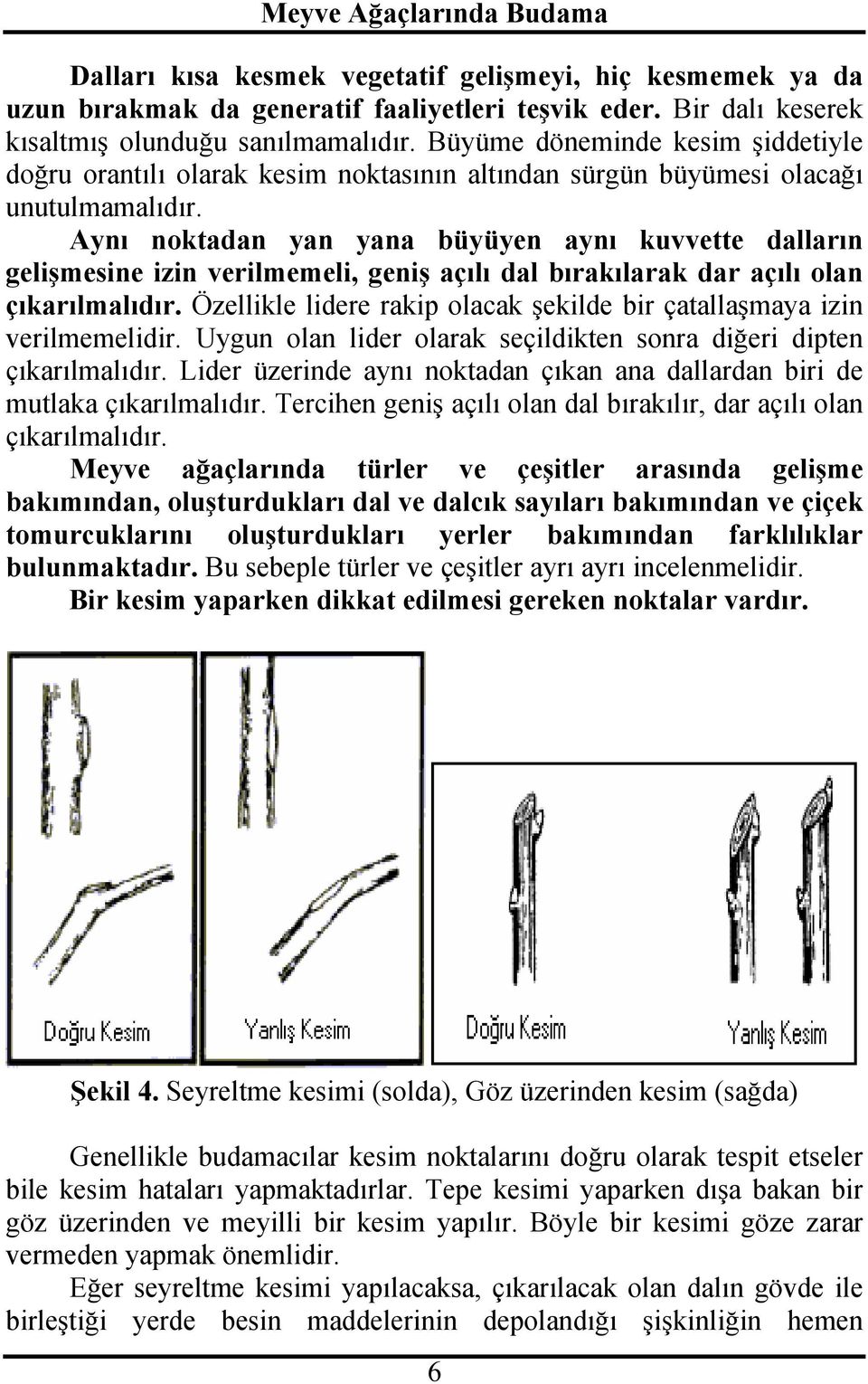 Aynı noktadan yan yana büyüyen aynı kuvvette dalların gelişmesine izin verilmemeli, geniş açılı dal bırakılarak dar açılı olan çıkarılmalıdır.