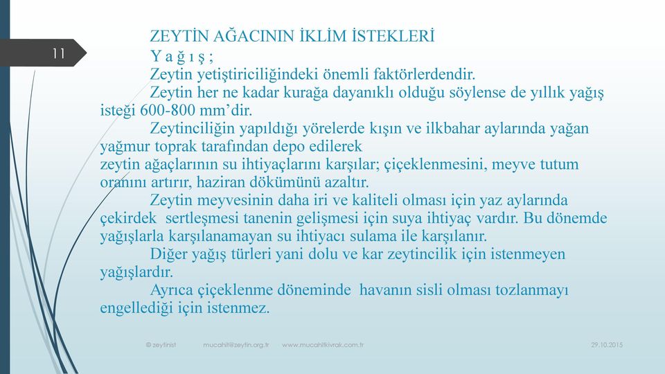 artırır, haziran dökümünü azaltır. Zeytin meyvesinin daha iri ve kaliteli olması için yaz aylarında çekirdek sertleşmesi tanenin gelişmesi için suya ihtiyaç vardır.