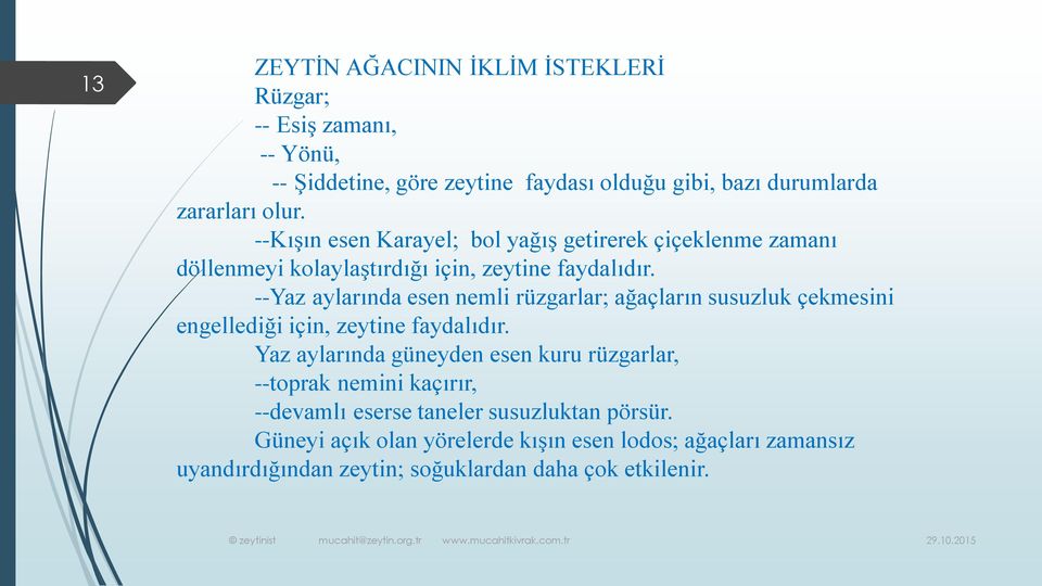 --Yaz aylarında esen nemli rüzgarlar; ağaçların susuzluk çekmesini engellediği için, zeytine faydalıdır.