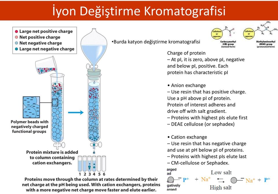 Protein of interest adheres and drive off with salt gradient.