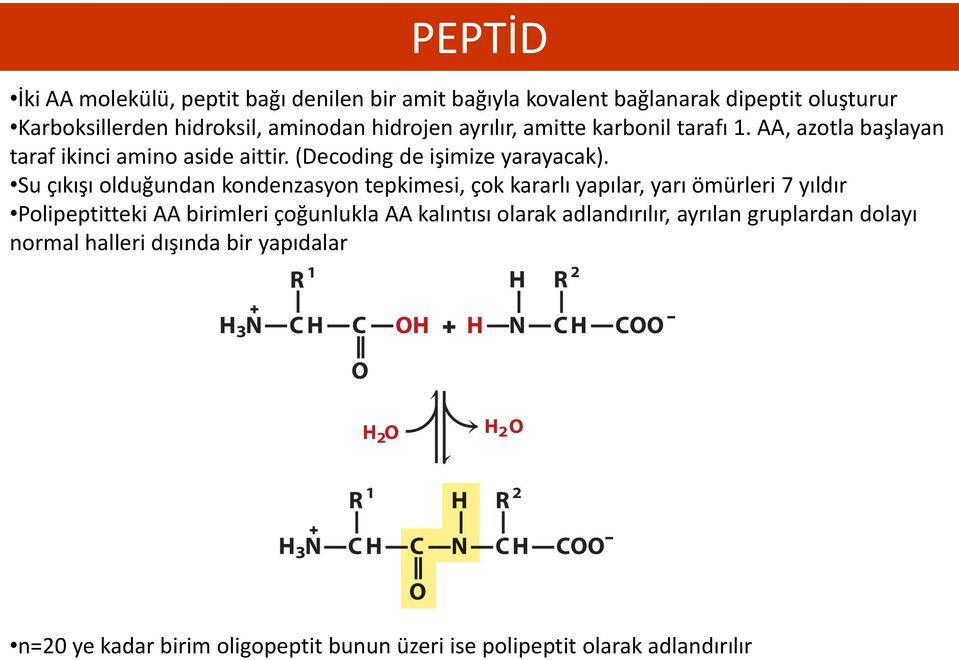 Su çıkışı olduğundan kondenzasyon tepkimesi, çok kararlı yapılar, yarı ömürleri 7 yıldır Polipeptitteki AA birimleri çoğunlukla AA kalıntısı