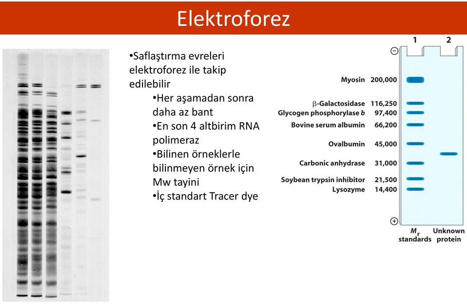 son 4 altbirim RNA polimeraz Bilinen örneklerle