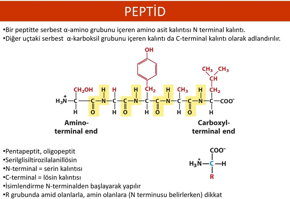 Pentapeptit, oligopeptit Serilglisiltirozilalanillösin N-terminal = serin kalıntısı C-terminal = lösin