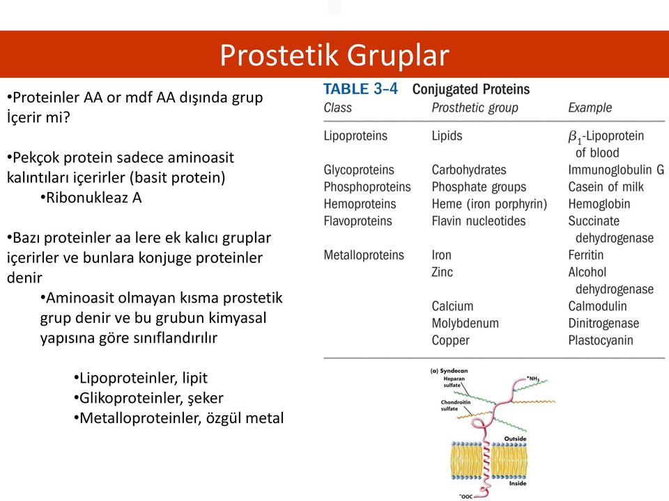 lere ek kalıcı gruplar içerirler ve bunlara konjuge proteinler denir Aminoasit olmayan kısma prostetik