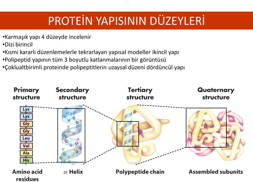 ikincil yapı Polipeptid yapının tüm 3 boyutlu katlanmalarının bir