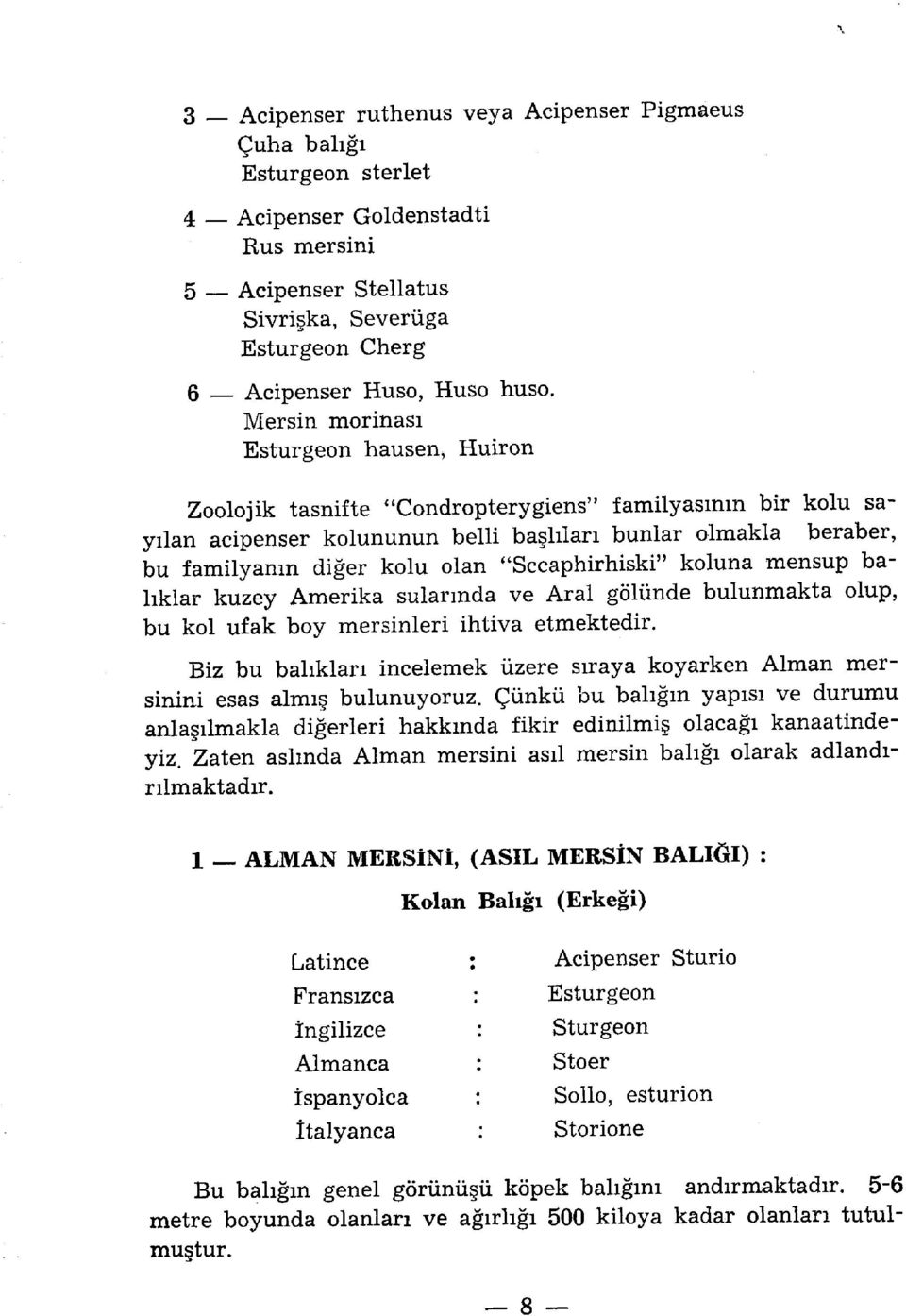 ''Sccaphirhiski" koluna mensup balıklar kuzey Amerika sularında ve Aral gölünde bulunmakta olup, bu kol ufak boy mersinleri ihtiva etmektedir.