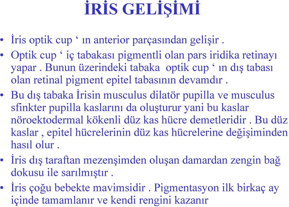 Bu dış tabaka İrisin musculus dilatör pupilla ve musculus sfinkter pupilla kaslarını da oluşturur yani bu kaslar nöroektodermal kökenli düz kas hücre