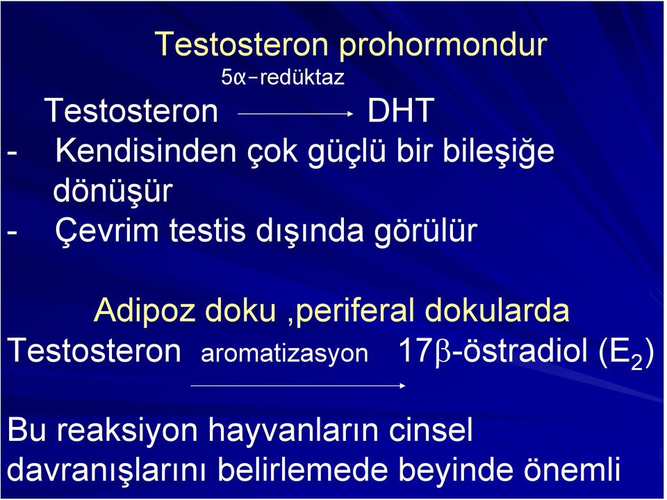 doku,periferal dokularda Testosteron aromatizasyon 17β-östradiol (E 2