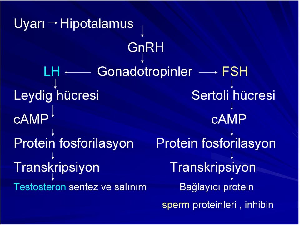 Protein fosforilasyon Transkripsiyon Transkripsiyon