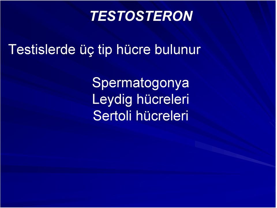 Spermatogonya Leydig