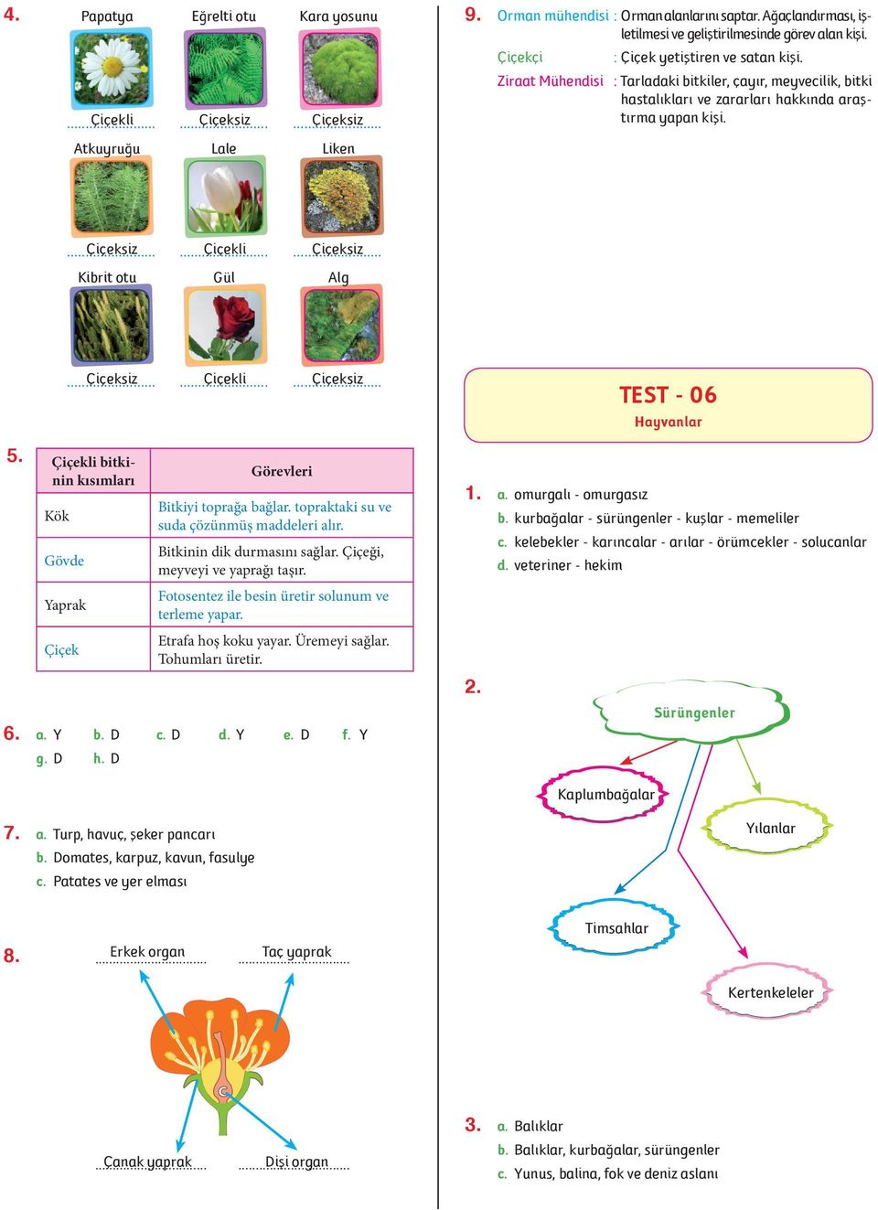 .. Çiçekli... Çiçeksiz Kibrit otu Gül Alg... Çiçeksiz... Çiçekli... Çiçeksiz TEST - 06 Hayvanlar 5. Çiçekli bitkinin kısımları Kök Gövde Yaprak Çiçek Görevleri Bitkiyi toprağa bağlar.