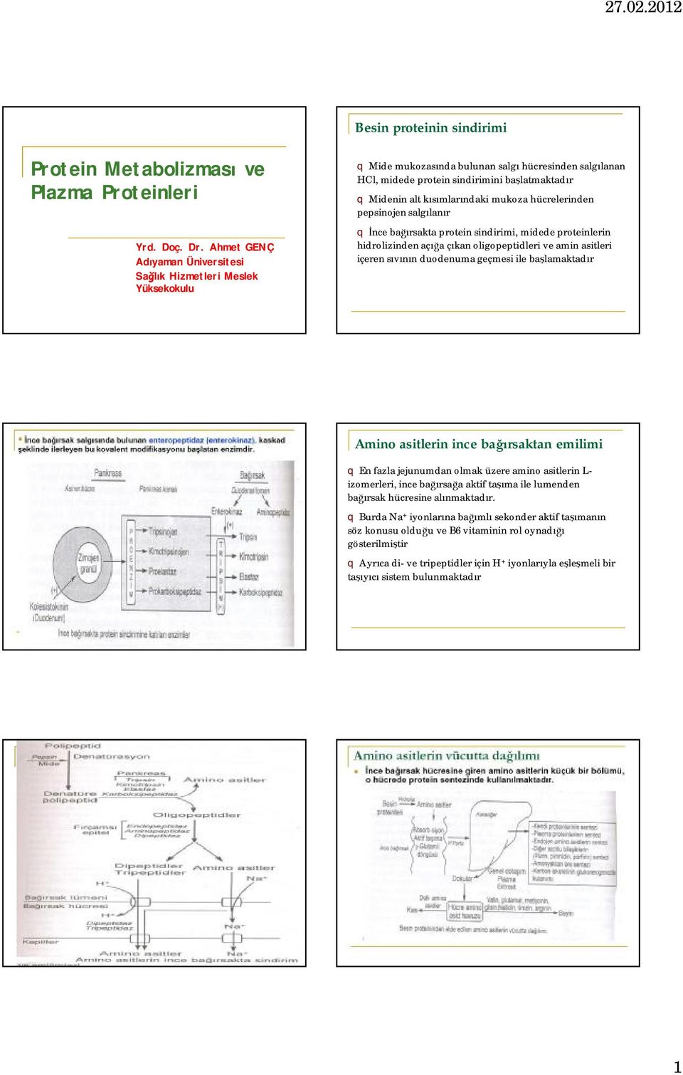 kısımlarındaki mukoza hücrelerinden pepsinojen salgılanır q İnce bağırsakta protein sindirimi, midede proteinlerin hidrolizinden açığa çıkan oligopeptidleri e amin asitleri içeren sıının duodenuma