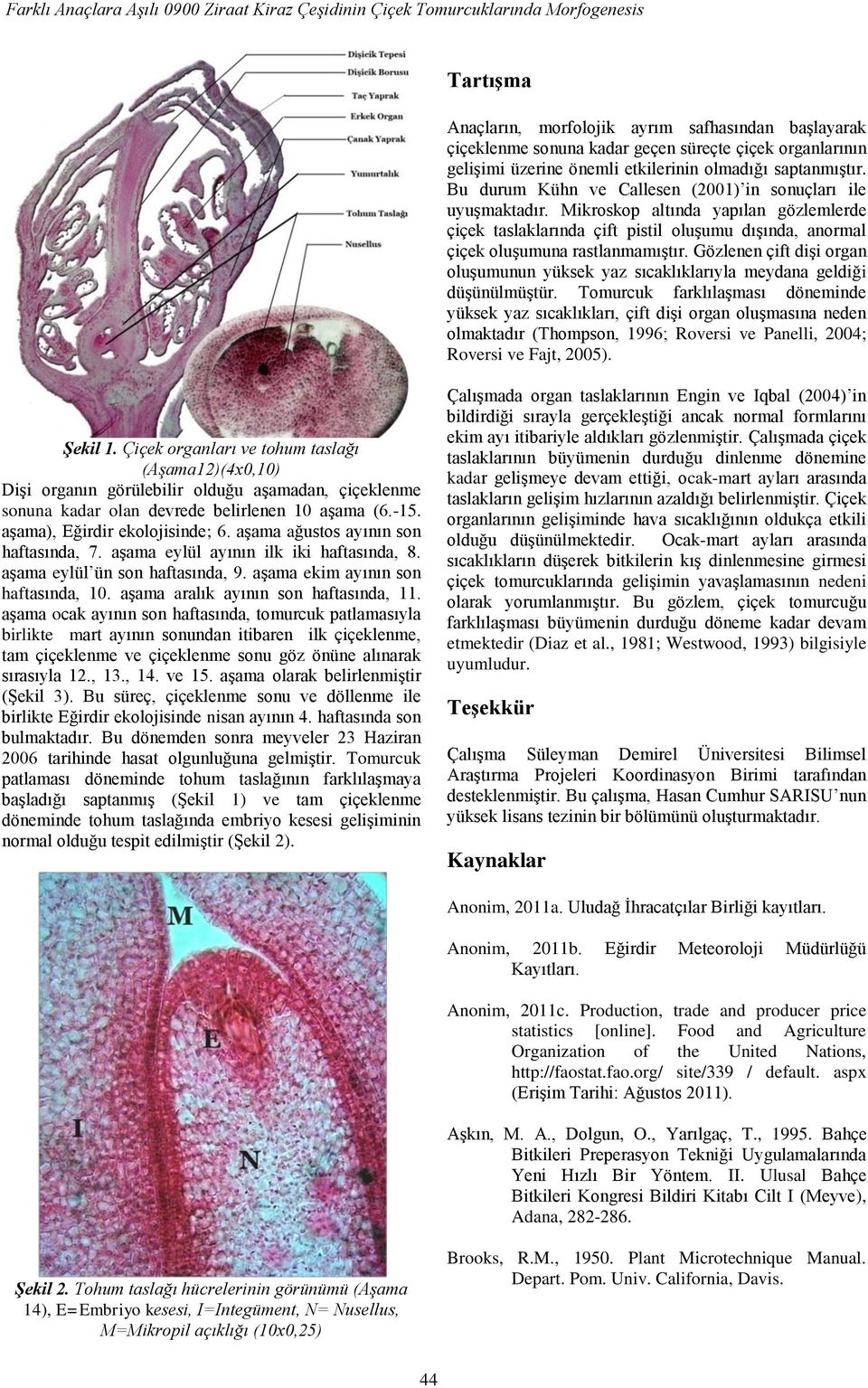 Mikroskop altında yapılan gözlemlerde çiçek taslaklarında çift pistil oluşumu dışında, anormal çiçek oluşumuna rastlanmamıştır.