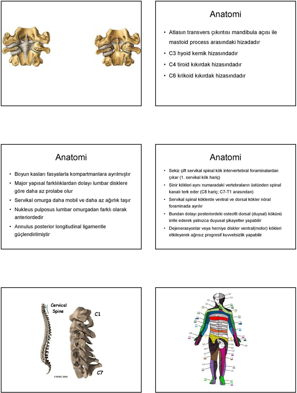 lumbar omurgadan farklı olarak anteriordedir Annulus posterior longitudinal ligamentle güçlendirilmiştir Anatomi Sekiz çift servikal spinal kök intervertebral foraminalardan çıkar (1.