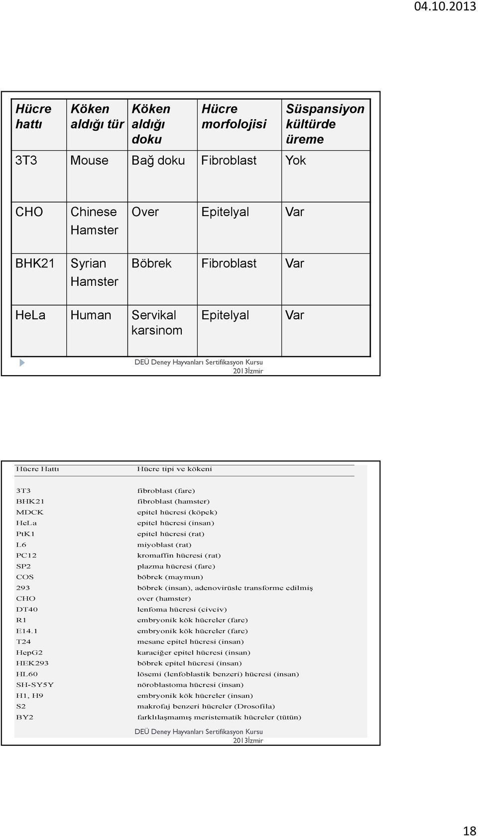 1 T24 HepG2 HEK293 HL60 SH-SY5Y H1, H9 S2 BY2 fibroblast (fare) fibroblast (hamster) epitel hücresi (köpek) epitel hücresi (insan) epitel hücresi (rat) miyoblast (rat) kromaffin hücresi (rat) plazma