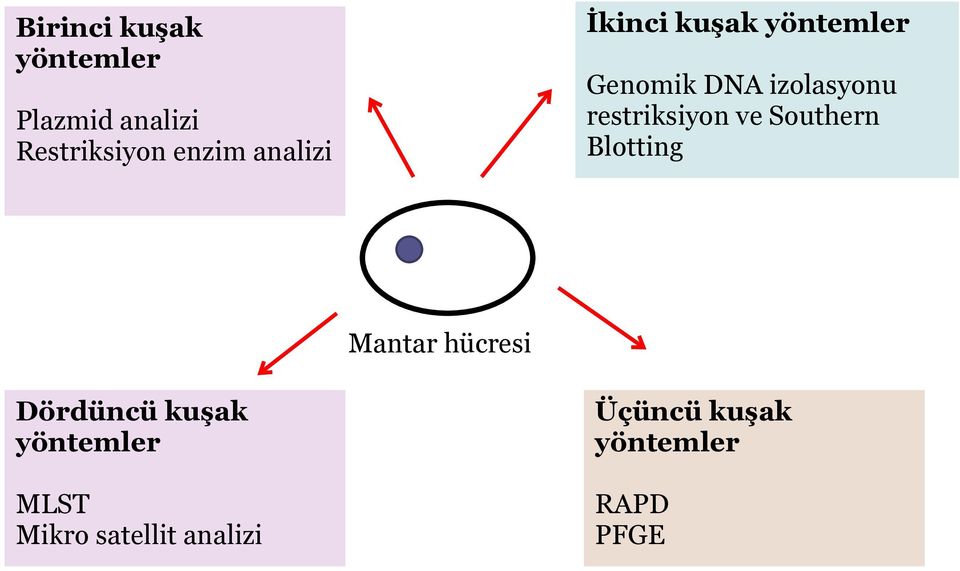 restriksiyon ve Southern Blotting Mantar hücresi Dördüncü