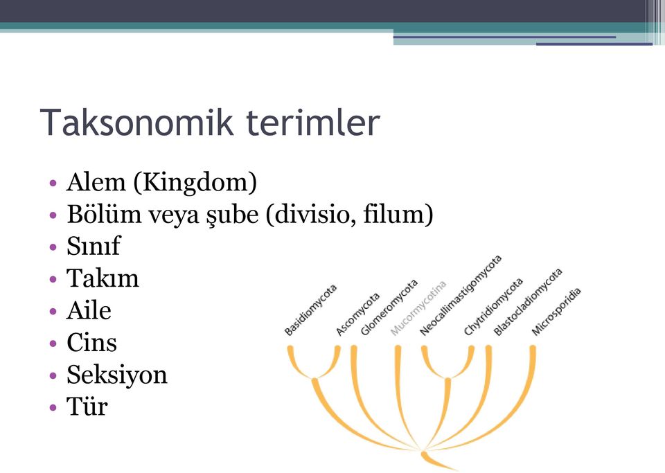 (divisio, filum) Sınıf