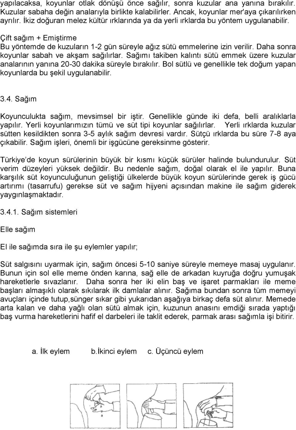 Daha sonra koyunlar sabah ve akşam sağılırlar. Sağımı takiben kalıntı sütü emmek üzere kuzular analarının yanına 20-30 dakika süreyle bırakılır.