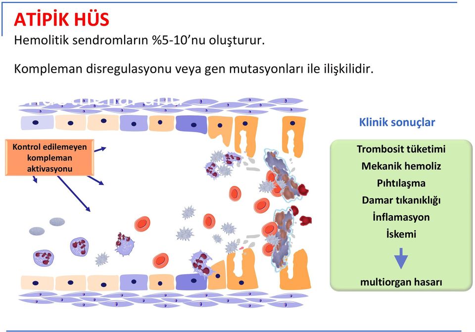 leads to endothelial and Klinik sonuçlar Kontrol edilemeyen kompleman aktivasyonu Platelets: -