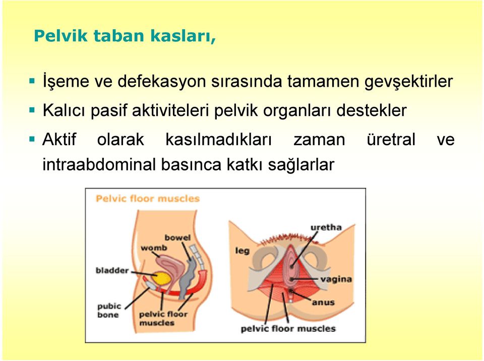 pelvik organları destekler Aktif olarak