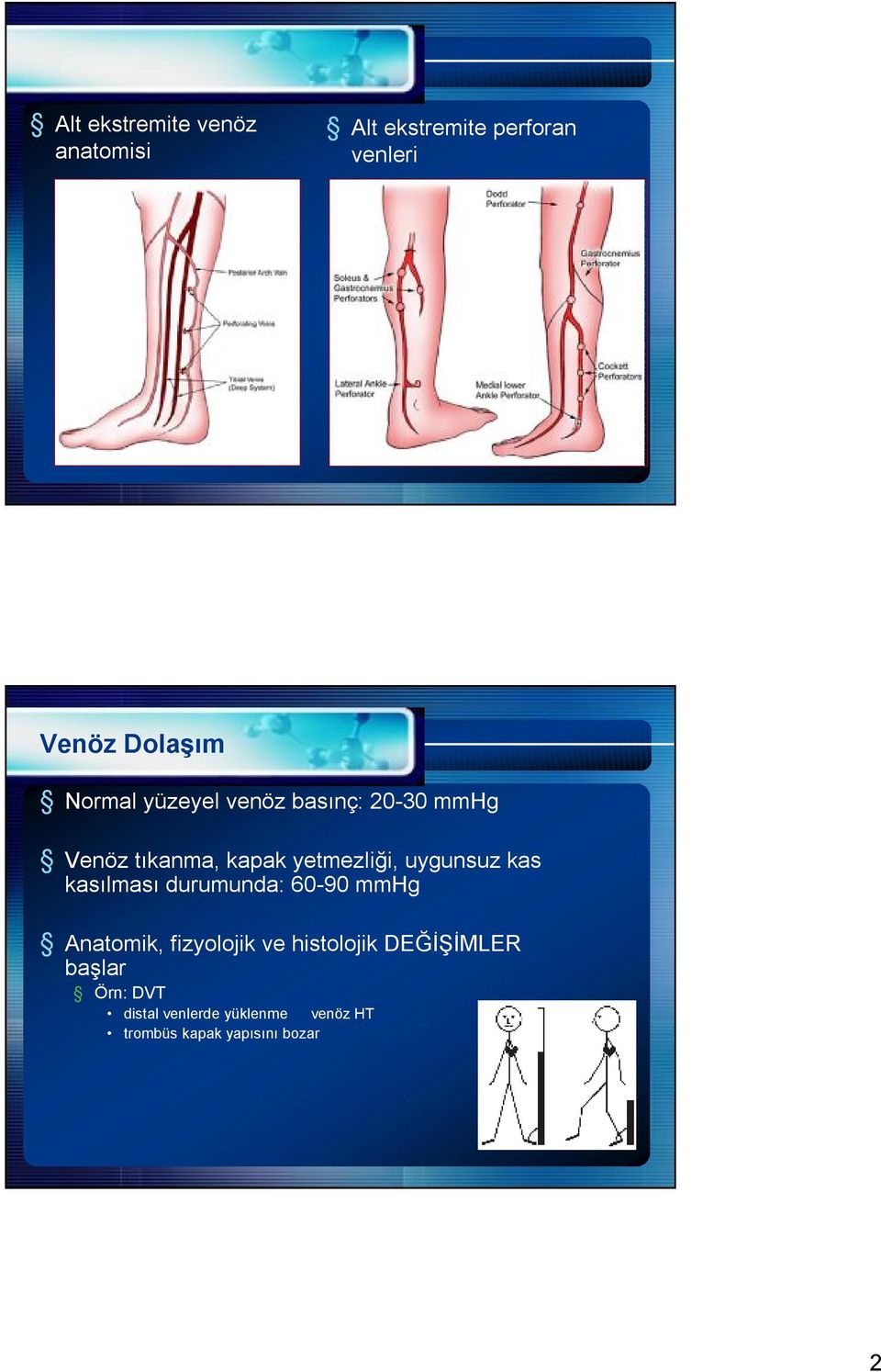 uygunsuz kas kasılması durumunda: 60-90 mmhg Anatomik, fizyolojik ve histolojik
