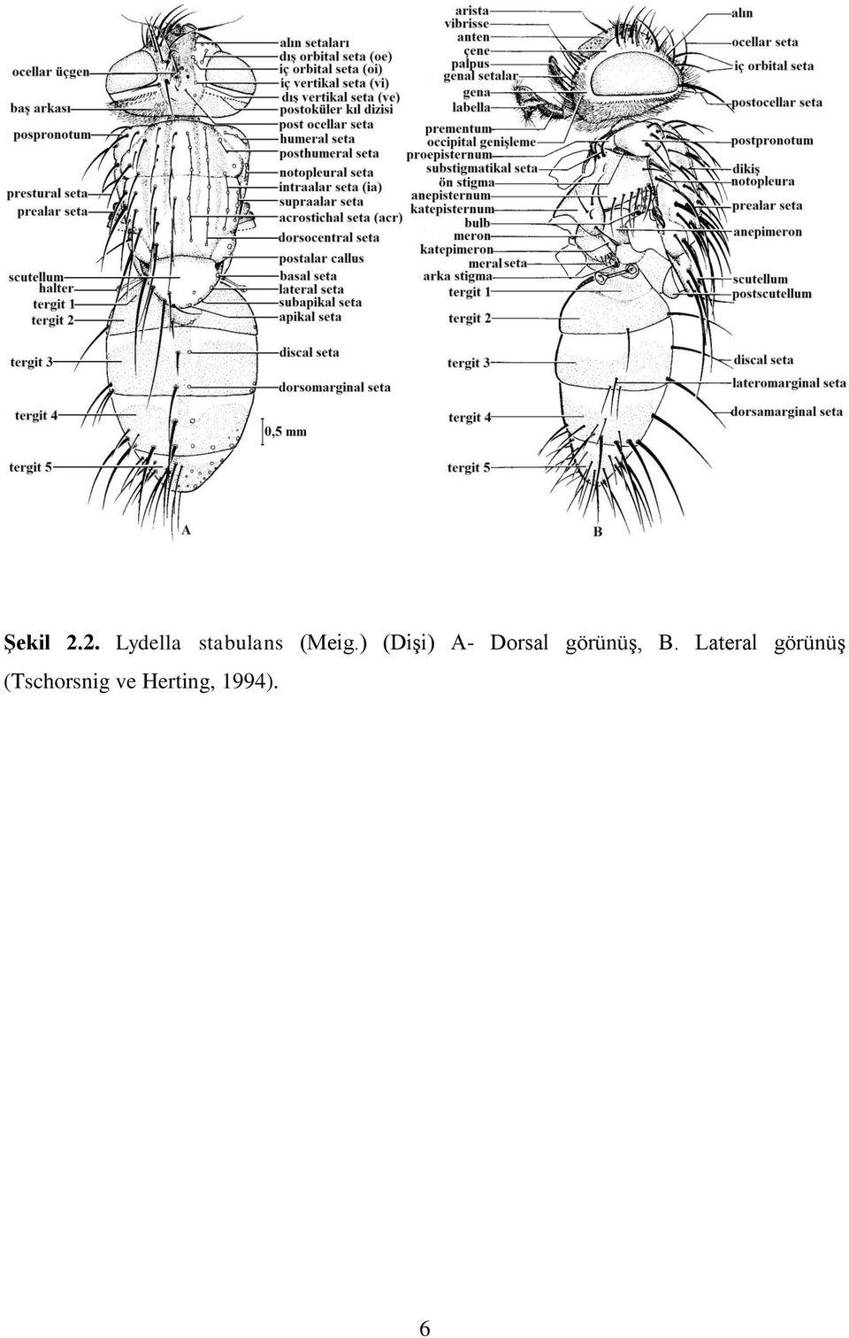 ) (Dişi) A- Dorsal görünüş,