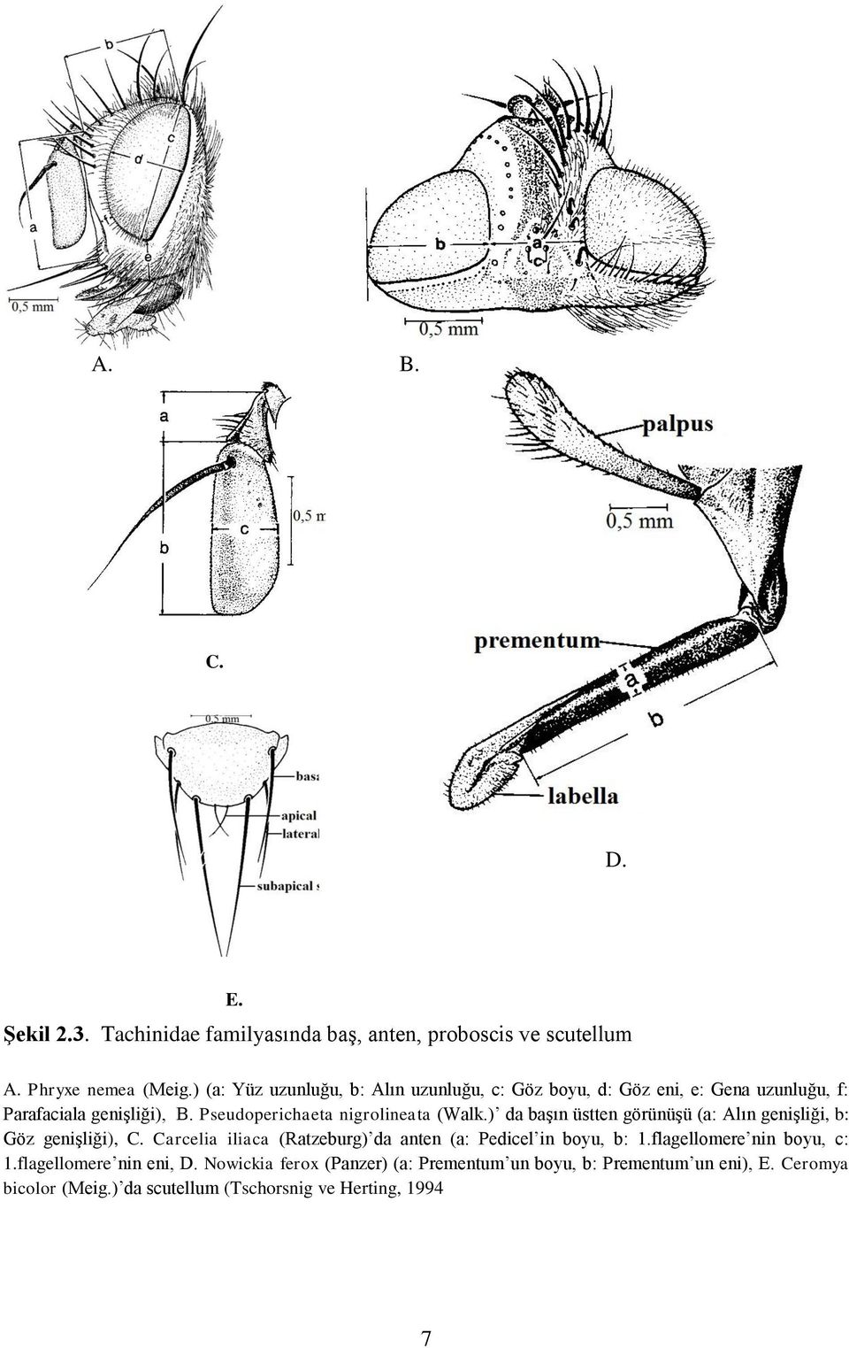 Pseudoperichaeta nigrolineata (Walk.) da başın üstten görünüşü (a: Alın genişliği, b: Göz genişliği), C.