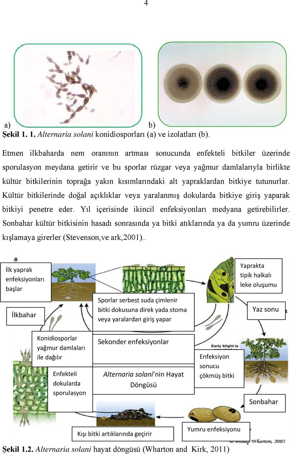 kısımlarındaki alt yapraklardan bitkiye tutunurlar. Kültür bitkilerinde doğal açıklıklar veya yaralanmış dokularda bitkiye giriş yaparak bitkiyi penetre eder.