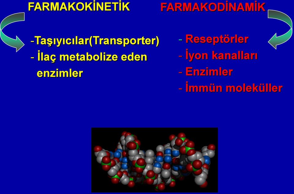 metabolize eden enzimler -