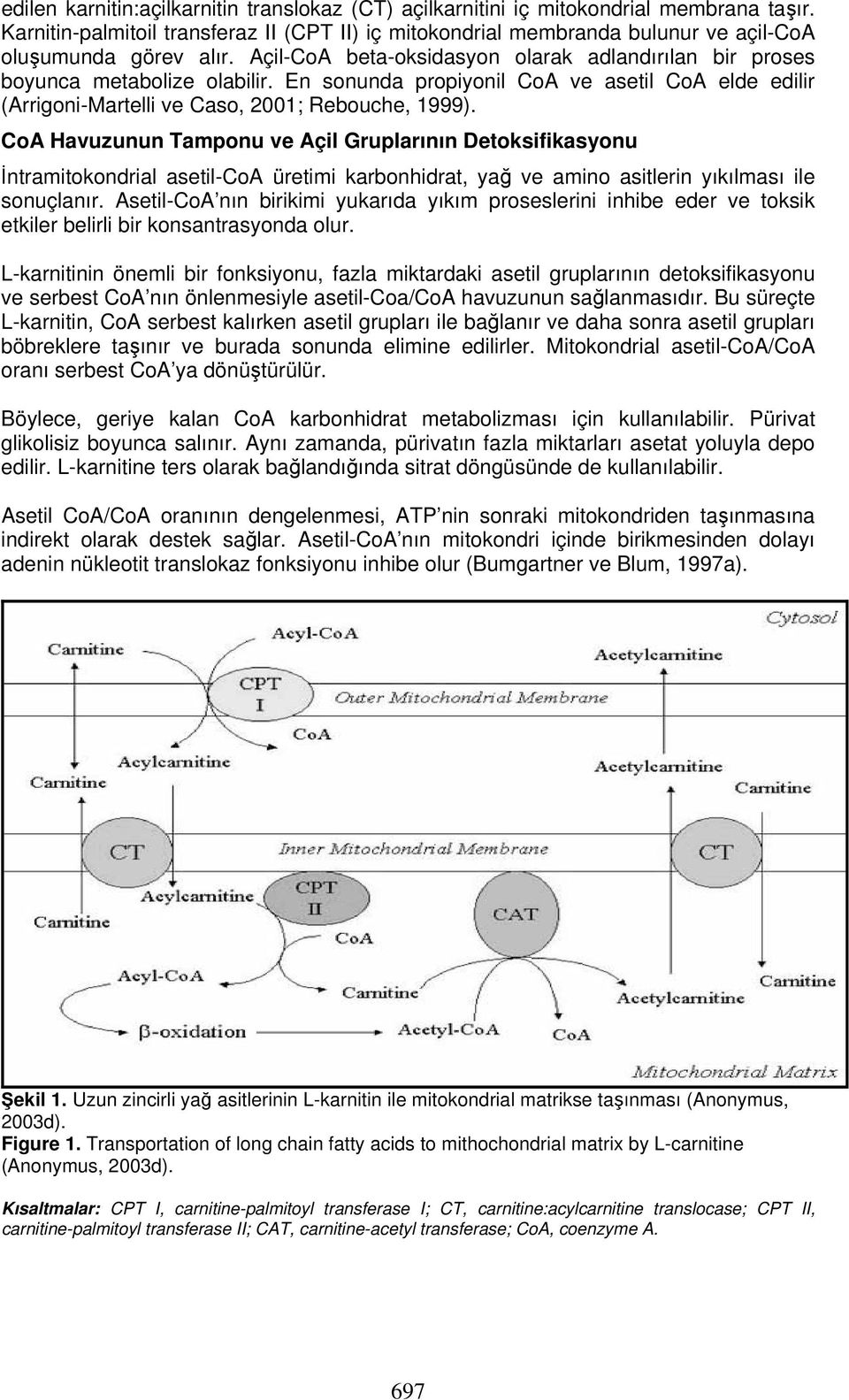 En sonunda propiyonil CoA ve asetil CoA elde edilir (Arrigoni-Martelli ve Caso, 2001; Rebouche, 1999).
