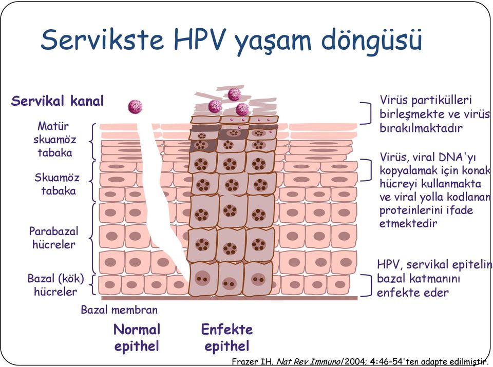 Virüs, viral DNA'yı kopyalamak için konak hücreyi kullanmakta ve viral yolla kodlanan proteinlerini ifade