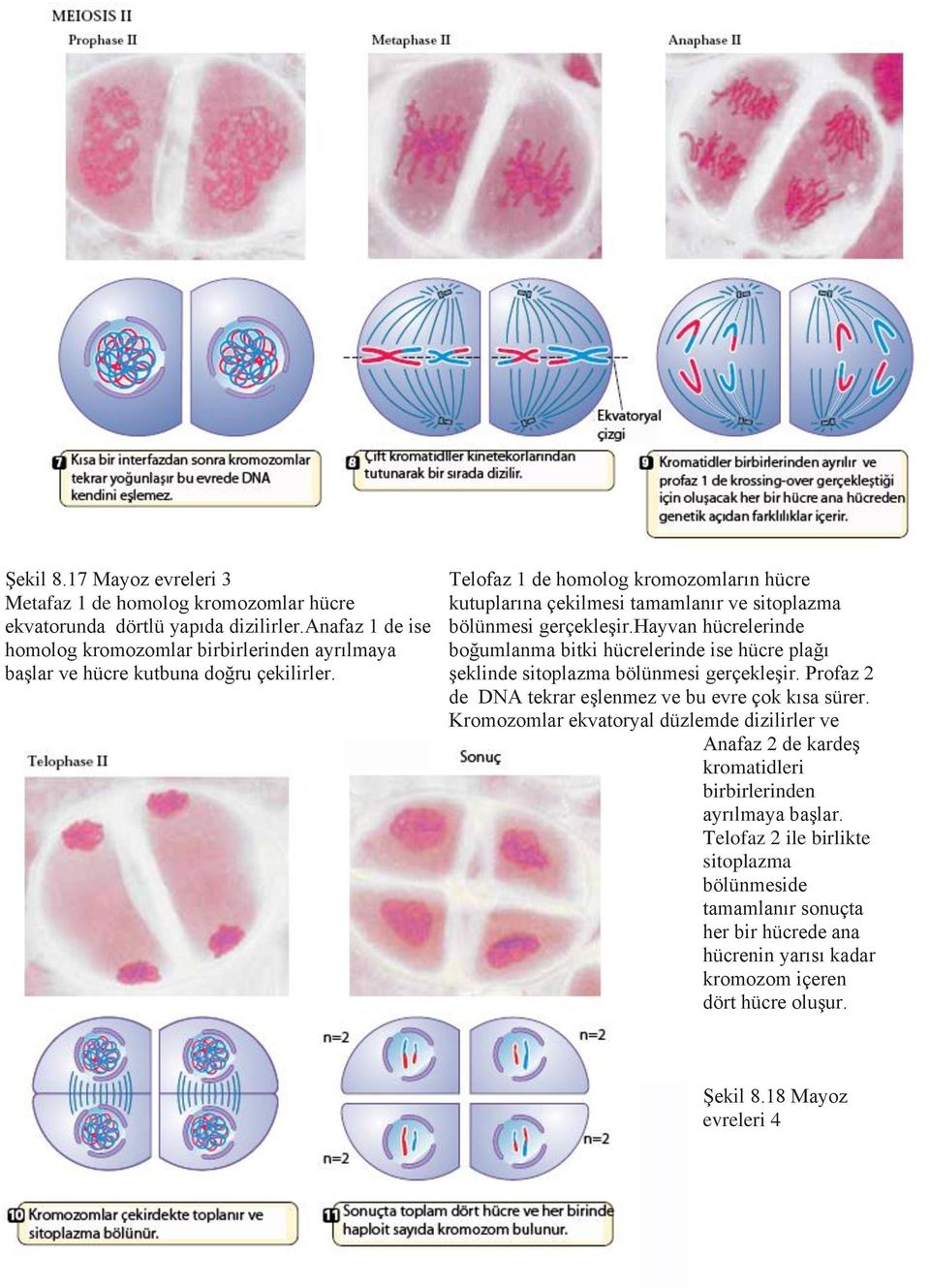Telofaz 1 de homolog kromozomların hücre kutuplarına çekilmesi tamamlanır ve sitoplazma bölünmesi gerçekleşir.