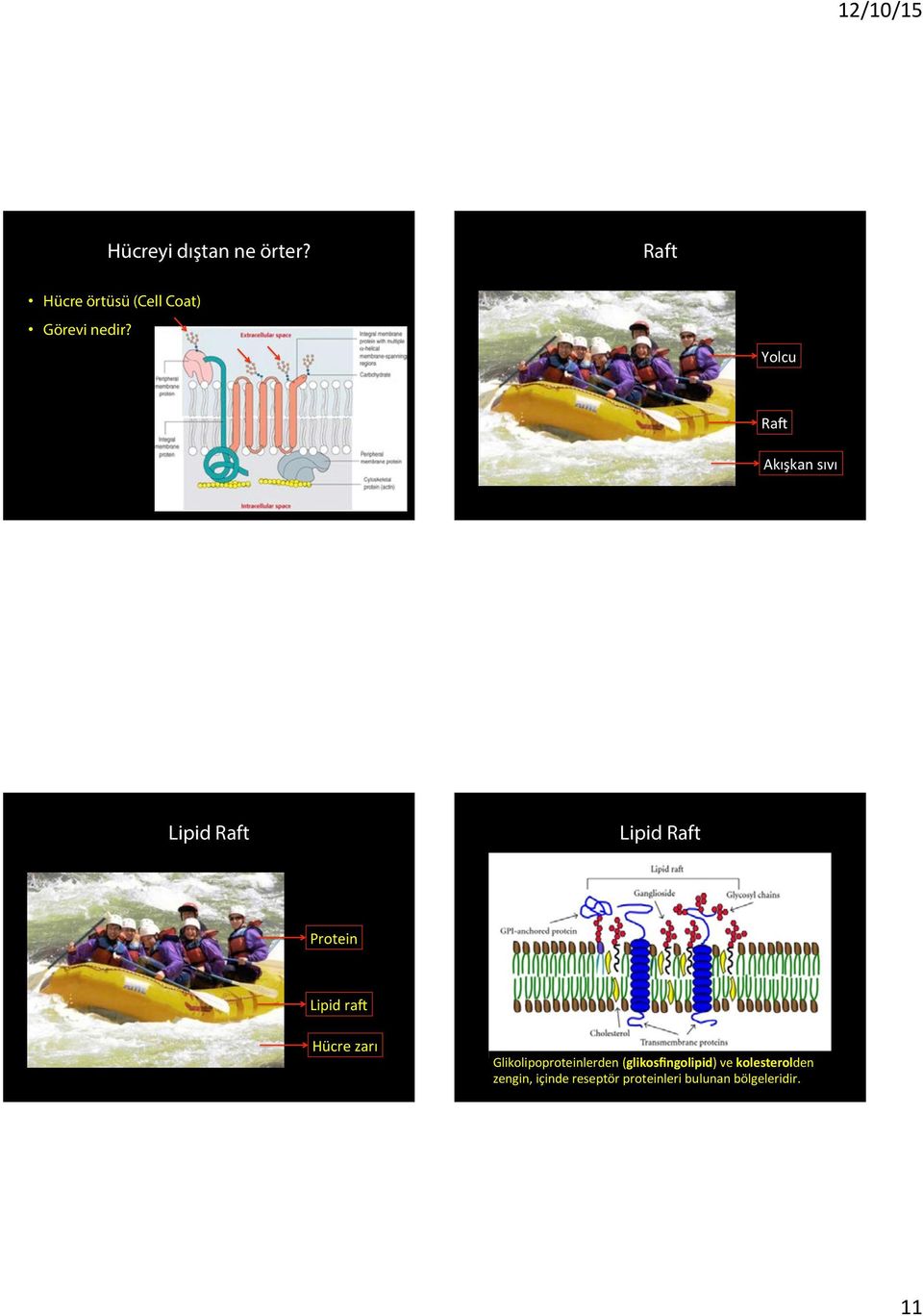 Yolcu Ra Akışkan sıvı Lipid Raft Lipid Raft Protein Lipid ra