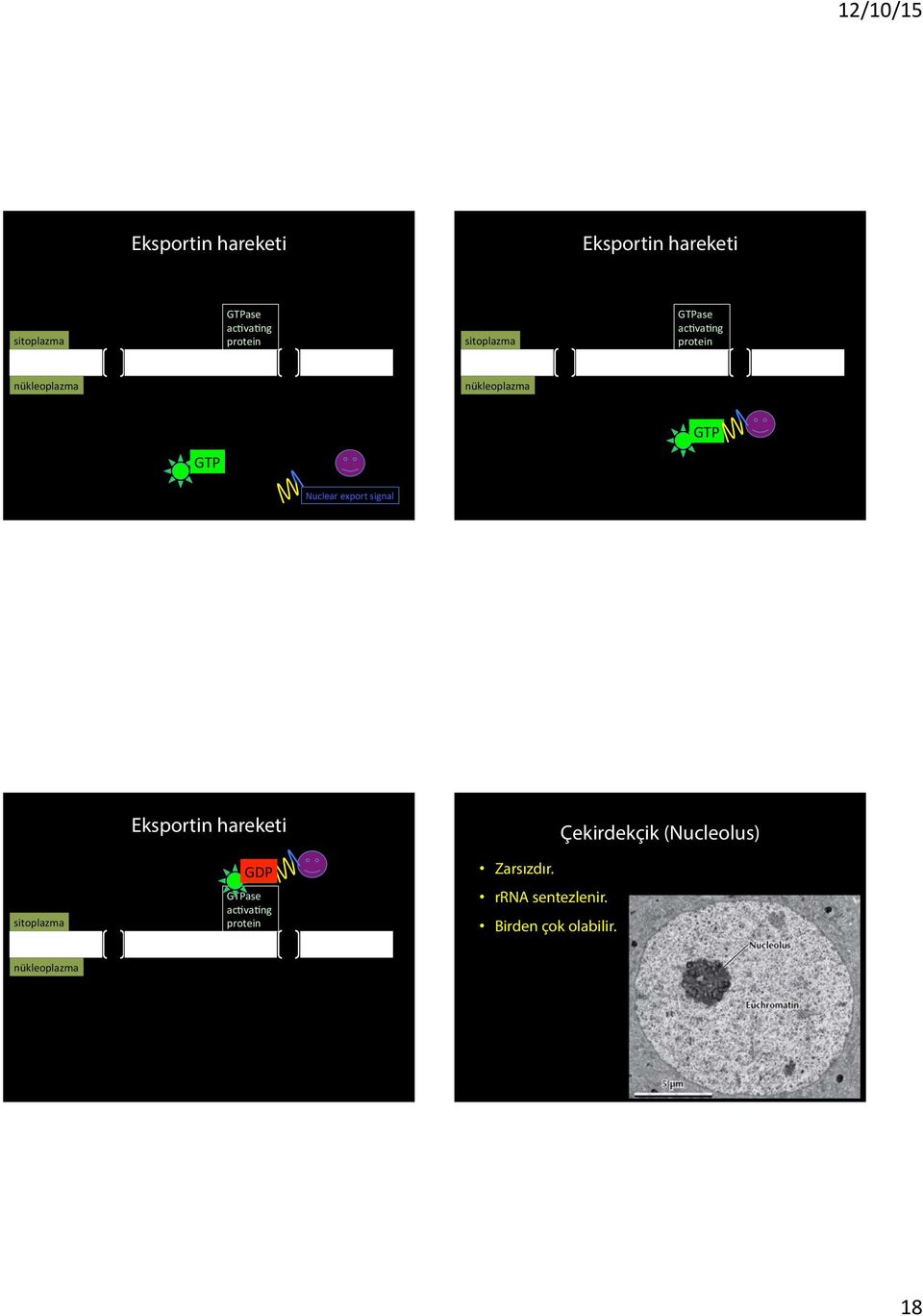 export signal sitoplazma Eksportin hareketi GDP GTP GTPase ac va ng protein