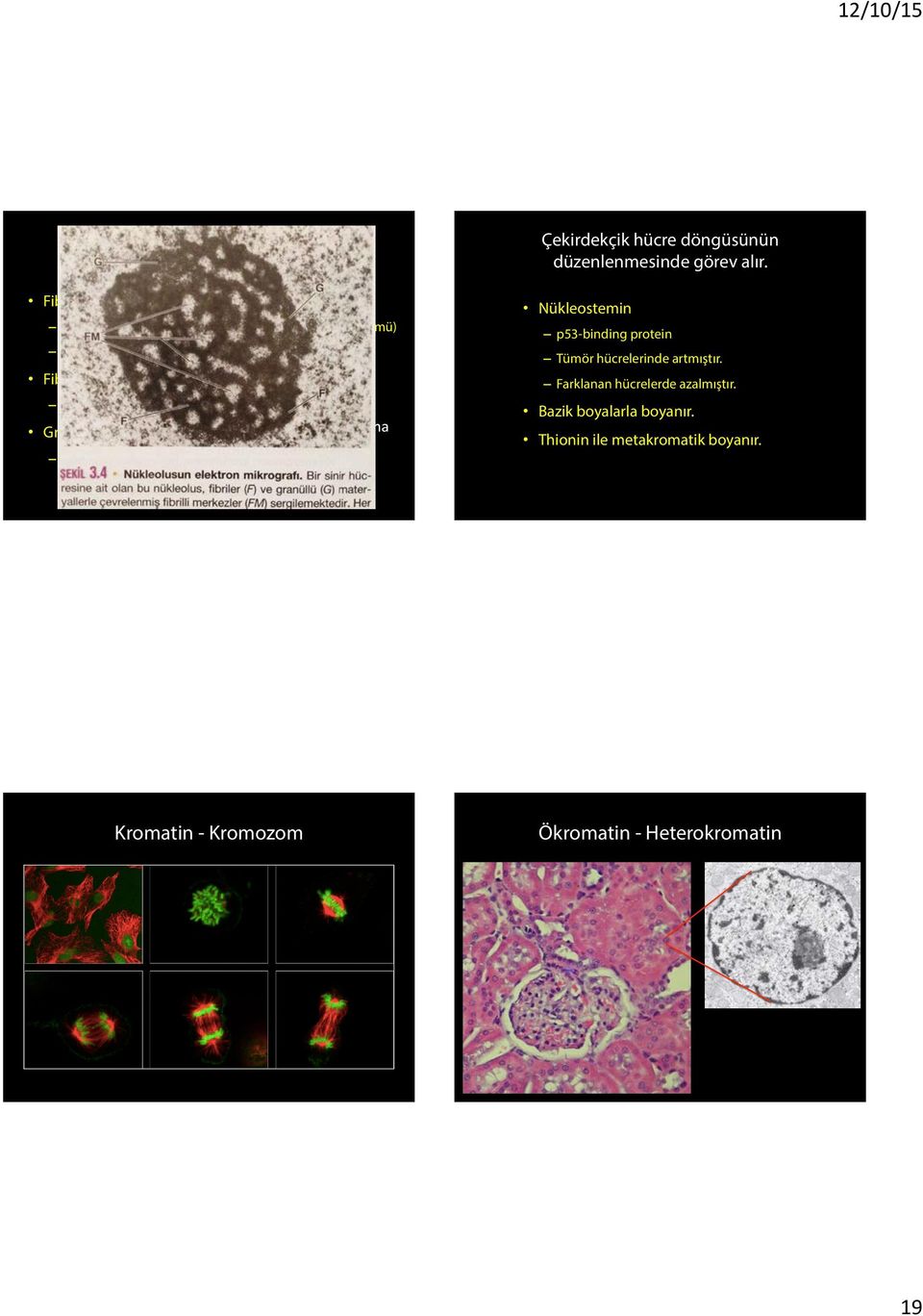 rrna çok miktarda izlenir. Granüllü Materyal (Pars granüloza) nükleolonema Ribozom parçaları bulunur.