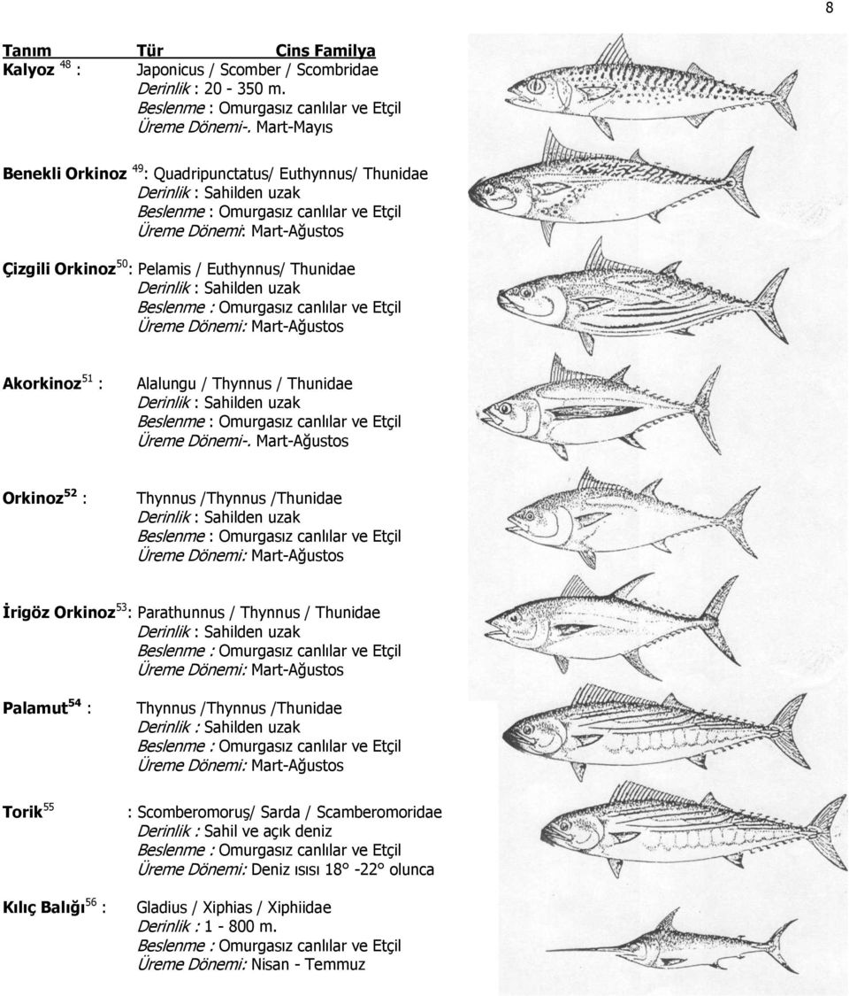 Thynnus / Thunidae Derinlik : Sahilden uzak Üreme Dönemi-.