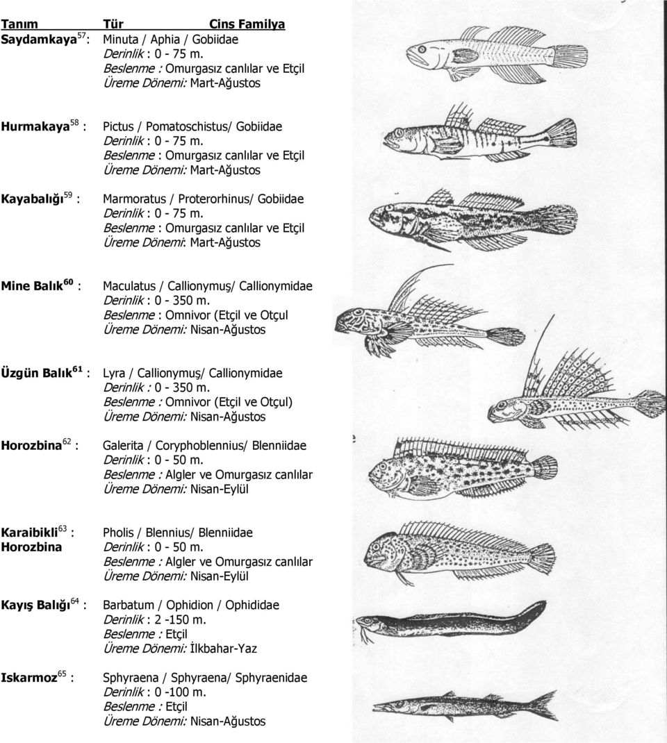 Beslenme : Omnivor (Etçil ve Otçul Üreme Dönemi: Nisan-Ağustos Üzgün Balık 61 : Lyra / Callionymuş/ Callionymidae Derinlik : 0-350 m.